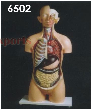 HUMAN TORSO WITH HEAD MALE/FEMALE